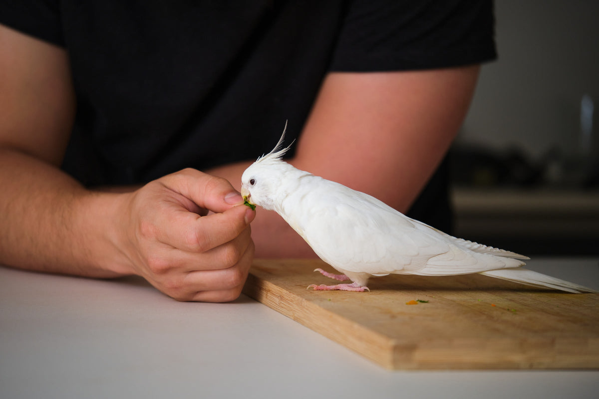 A white cockatiel taking food from a person's hand.