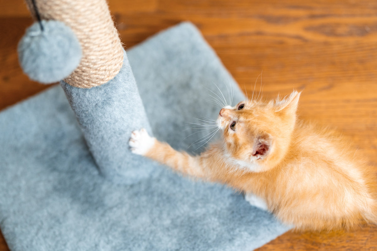An orange kitten playing beside a scratching post and hanging toy.