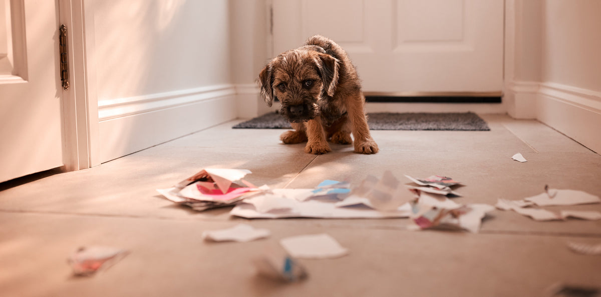 A puppy sitting near torn paper scattered across a hallway floor.