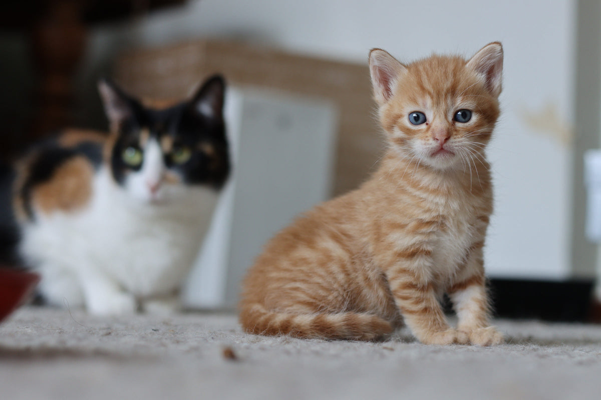 An orange kitten sitting on a carpet with an adult cat behind.