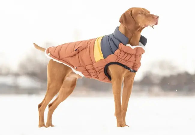 🐾 Do Dogs Need Sweaters in Winter? A Complete 2025 Guide to Canine Cold-Weather Comfort ❄️