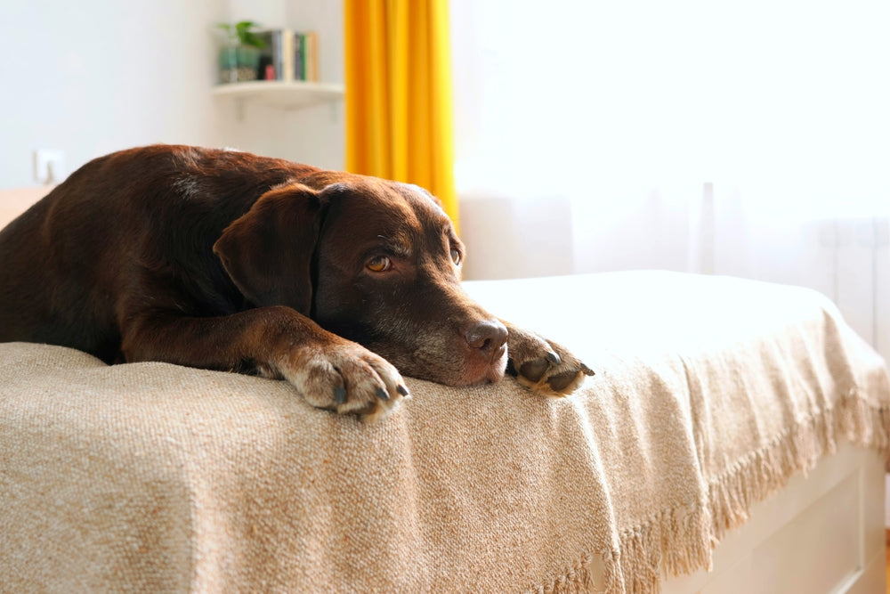 Chocolate Toxicity in Dogs: Signs, Risk Levels & Emergency Care in 2025 🍫☠️🐶