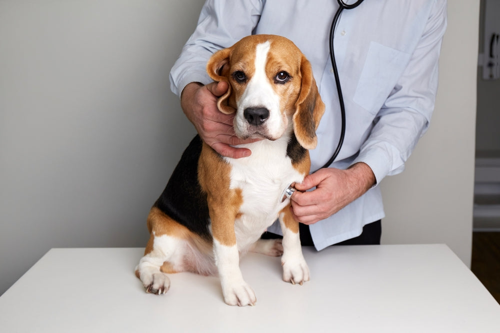 Comprehensive Vet Guide 2025: Sotalol for Dogs & Cats – Uses, Dosage & Care 🐾❤️