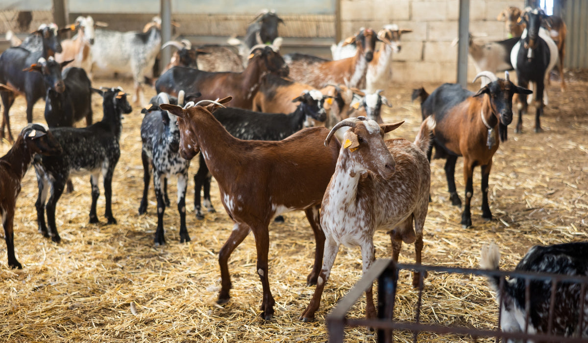 A herd of goats standing on straw inside a farm enclosure.