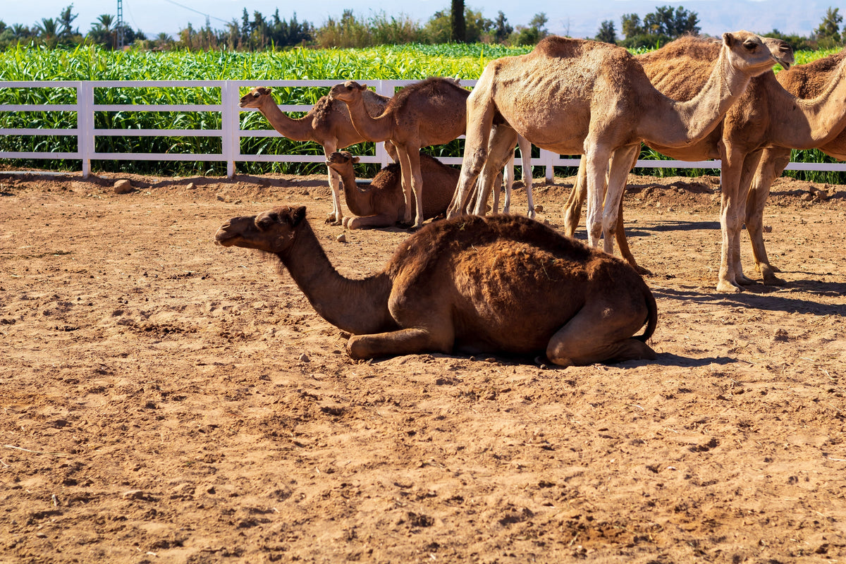 Camels standing and resting in a sandy enclosure beside a white fence.