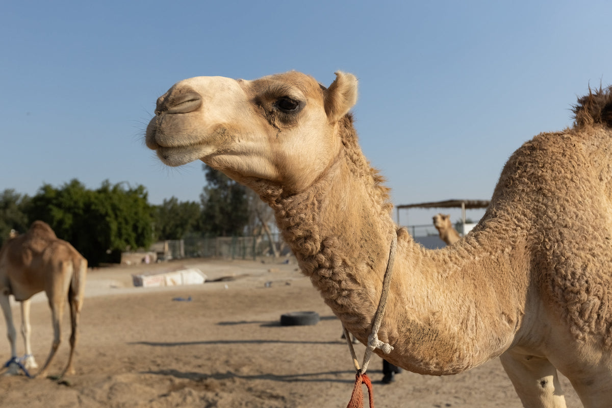 Close-up of a camel in a sandy farm enclosure.