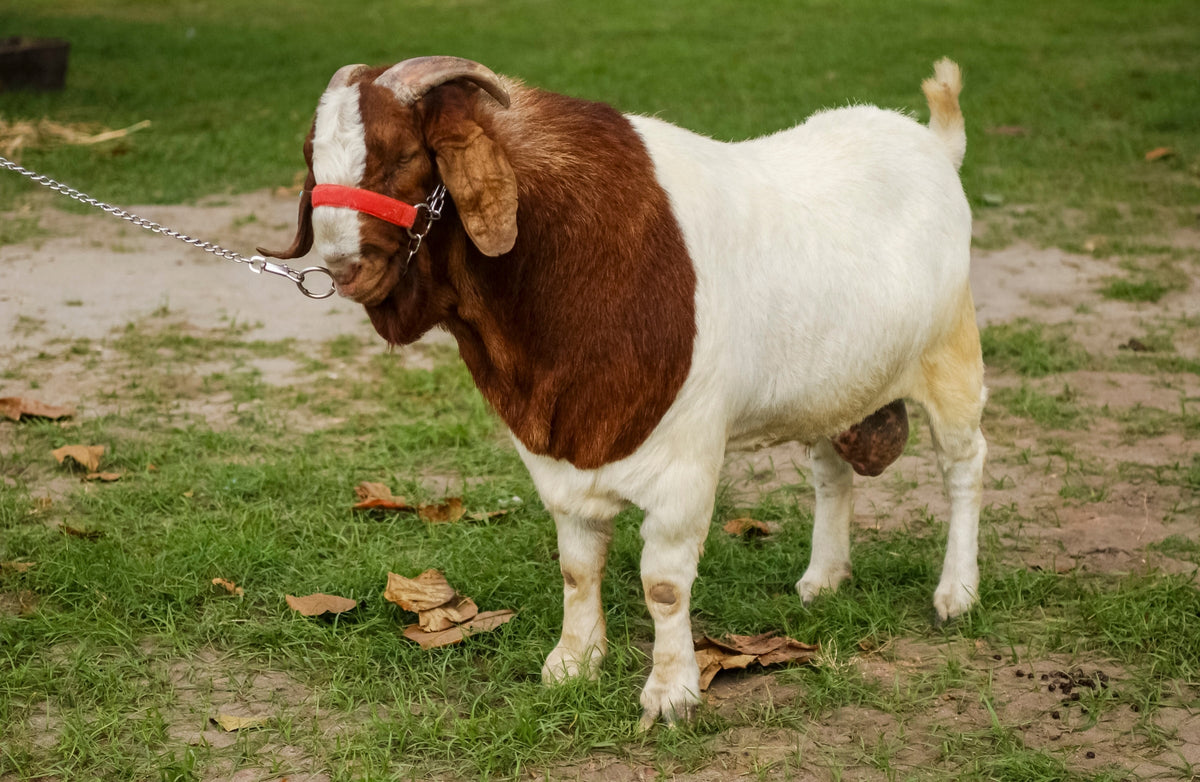Brown-and-white goat wearing a red halter, standing on grass.