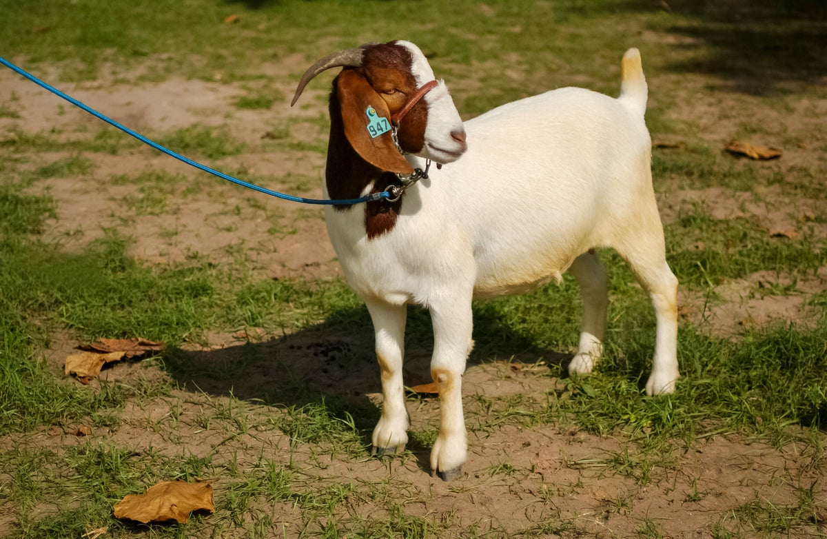 Brown-and-white goat with an ear tag and lead, standing outdoors.