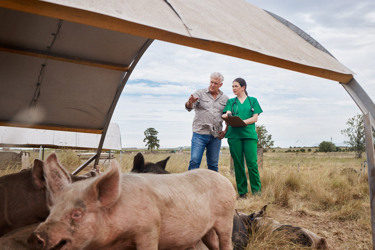 Pigs under a field shelter with two people standing nearby.