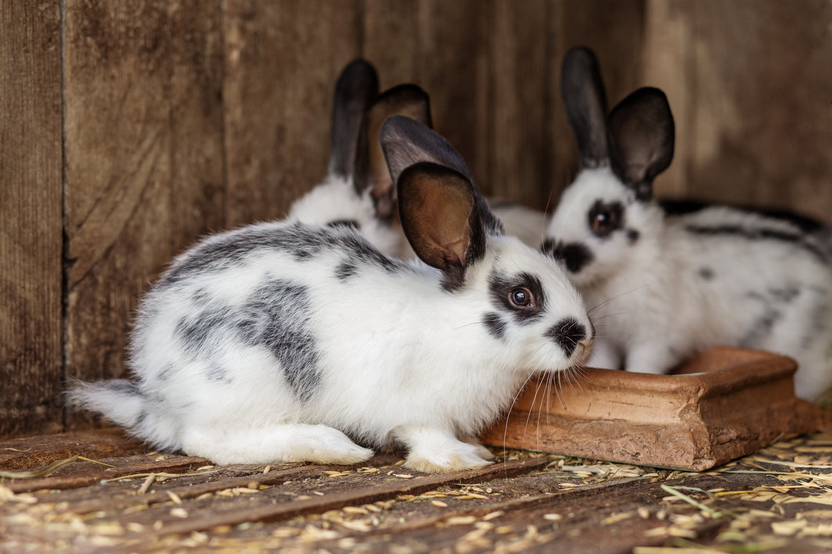 Black-and-white rabbits beside a feeding dish in a wooden hutch.
