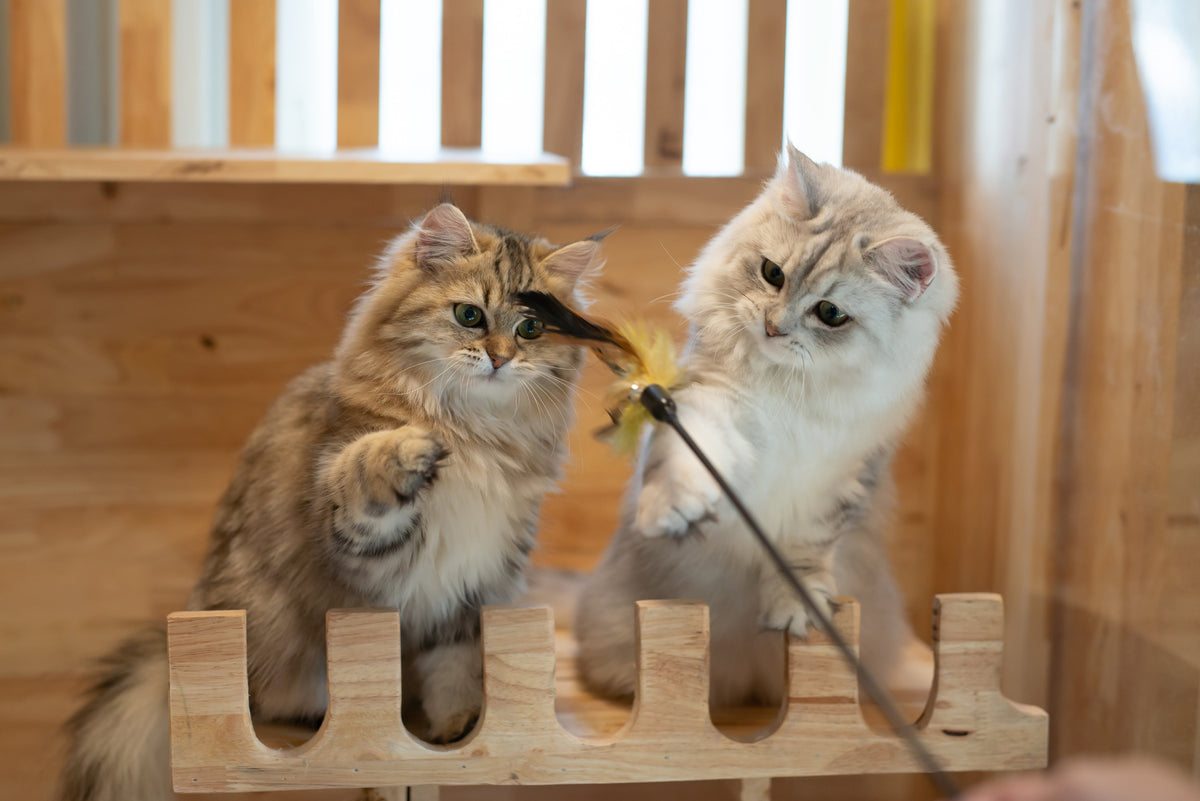 Two cats reaching towards a wand toy beside wooden enrichment equipment.