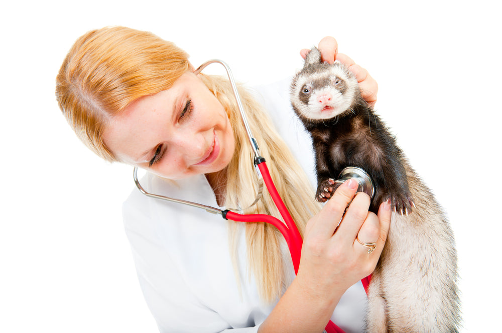 Congestive Heart Failure in Ferrets: A Vet’s 2025 Guide to Diagnosis, Treatment & Home Care 🐾🫀
