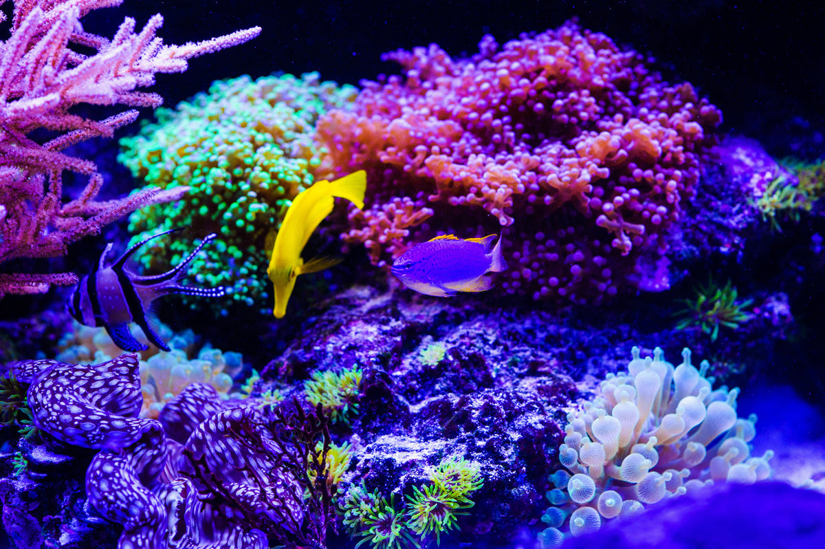 Colourful marine fish swimming among corals in a saltwater aquarium.