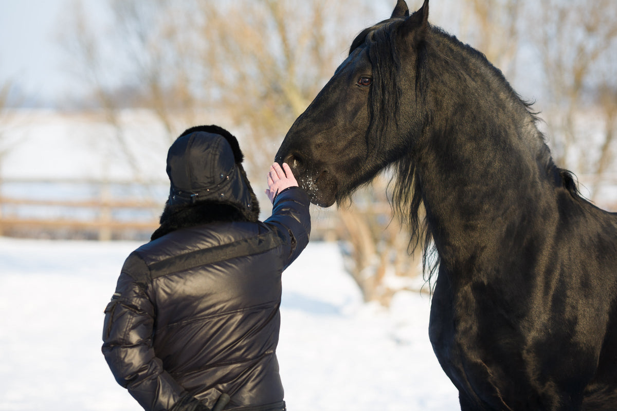 A person gently touching a black horse outdoors in winter.