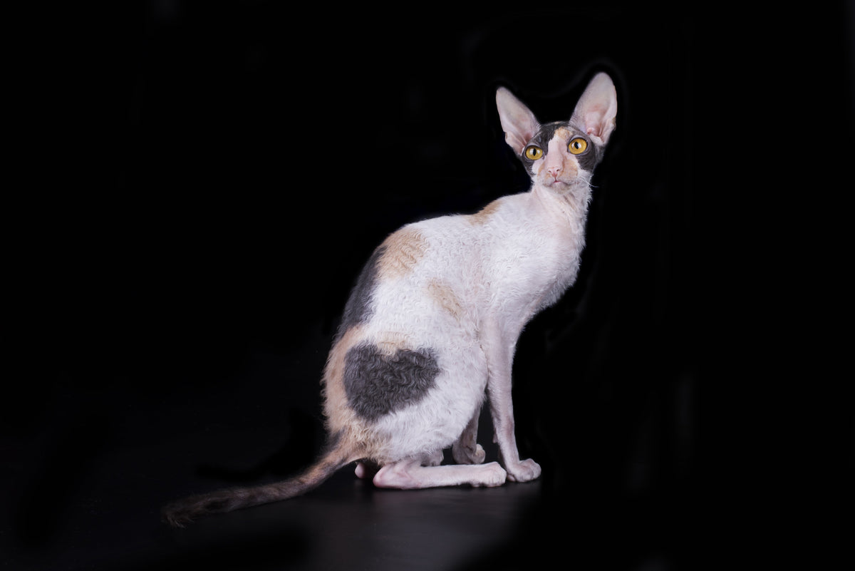 Curly-coated tricolour cat sitting against a black background.