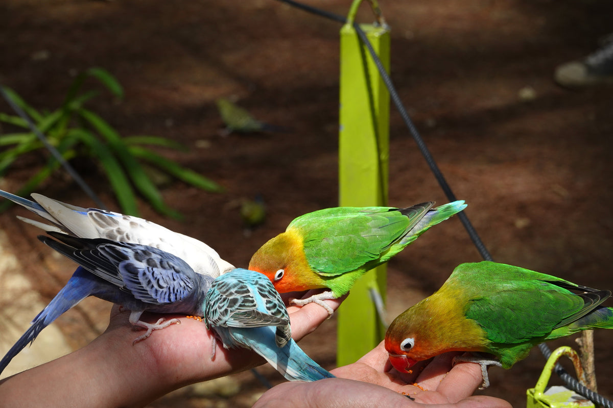 Small parrots perched on outstretched hands while taking food.