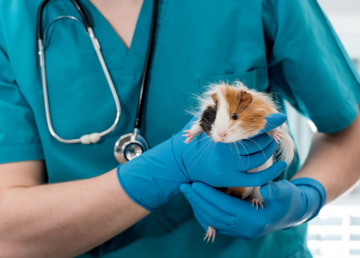 Veterinary professional wearing blue gloves holds a tricolour guinea pig.