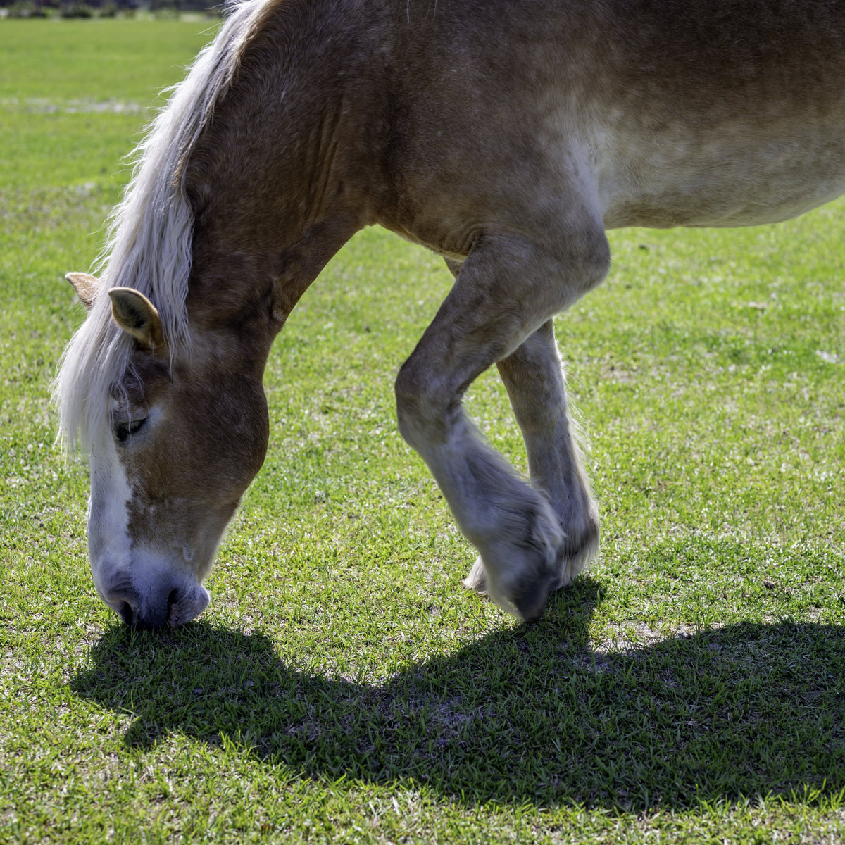 A light chestnut horse with a pale mane grazing on green grass.