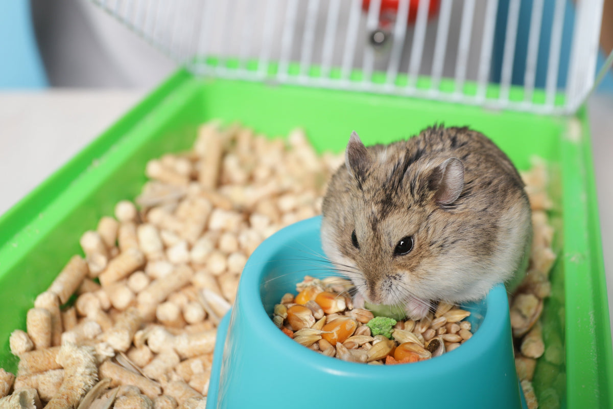 A dwarf hamster sitting in a blue food bowl surrounded by pellet bedding.