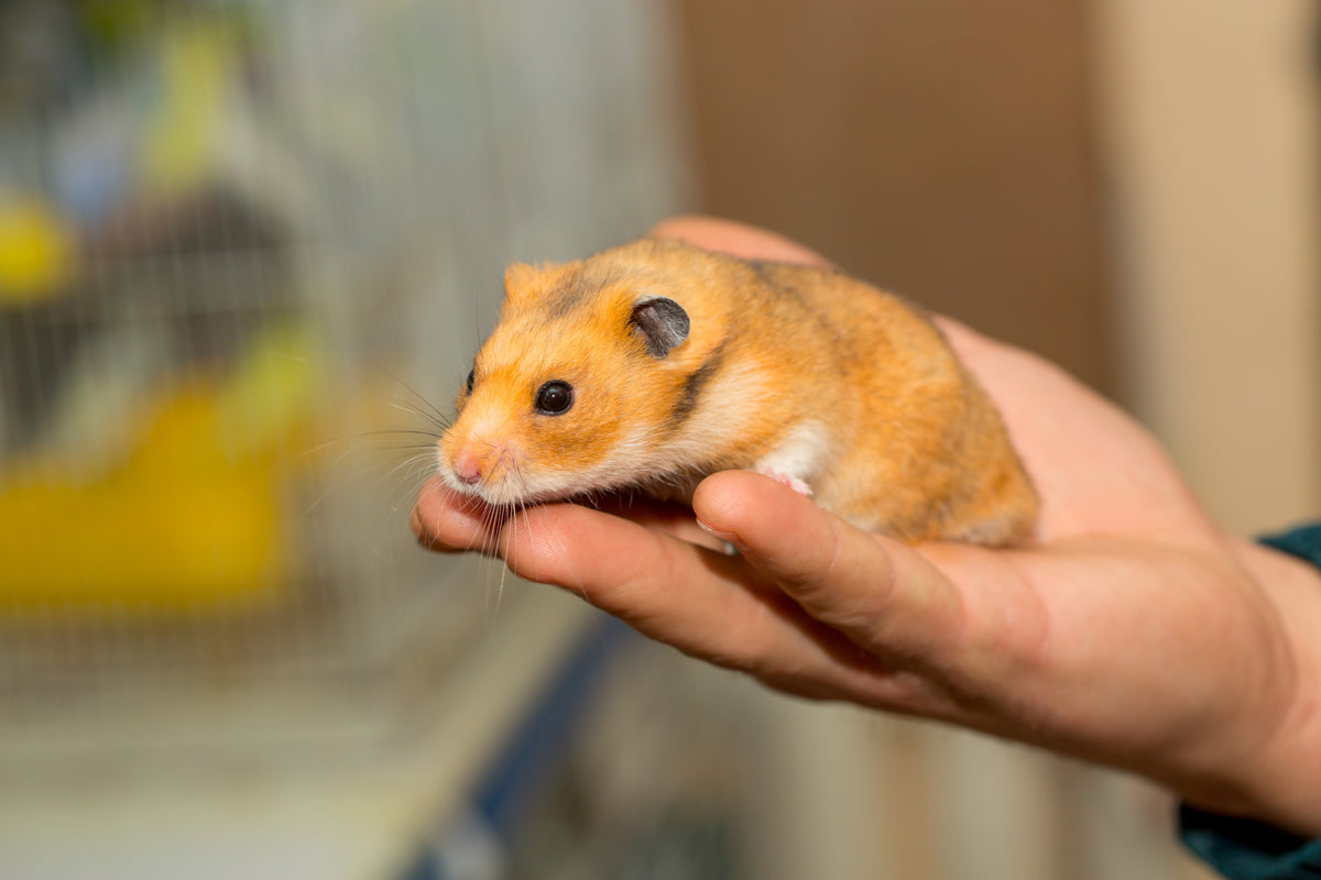 A golden-brown hamster resting in a person’s cupped hands.