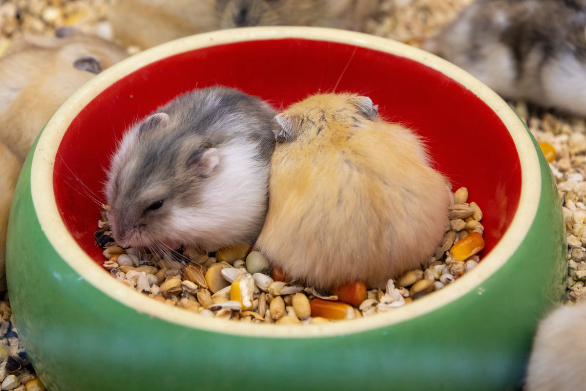 Two hamsters resting together in a red-and-green bowl filled with mixed seeds.