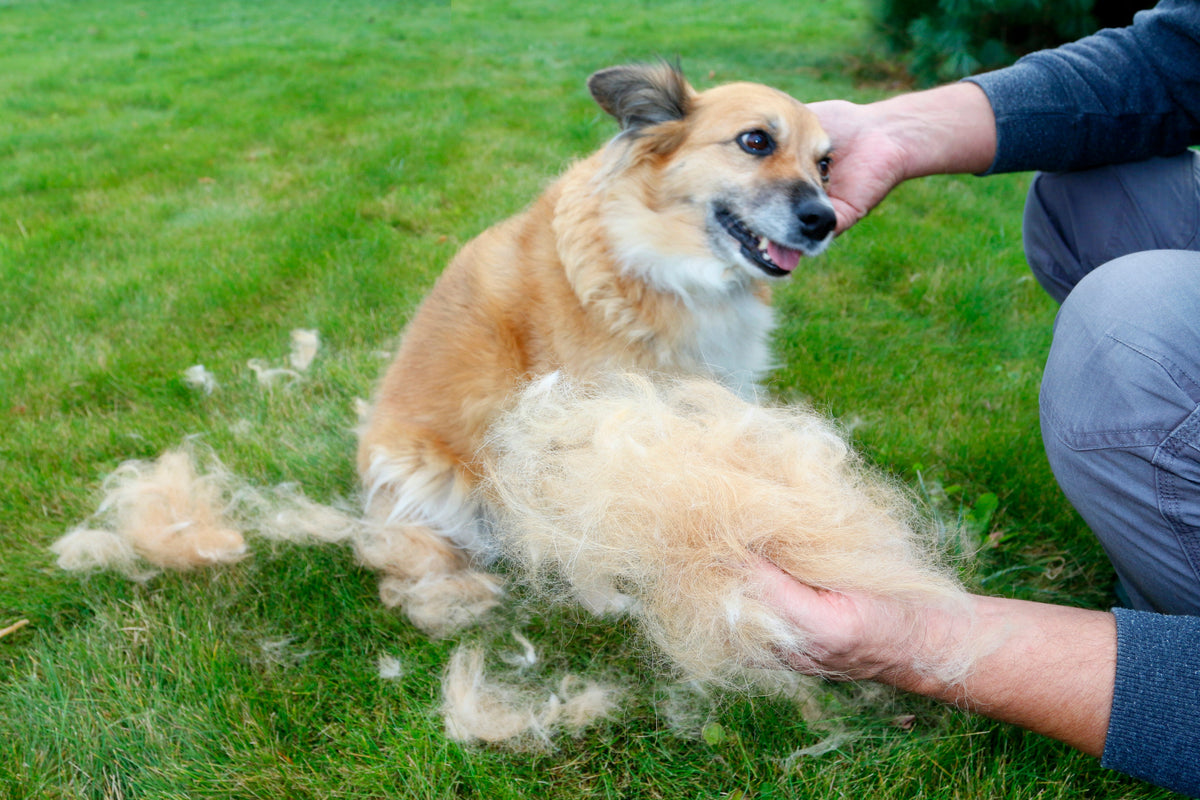 A person holding a clump of brushed-out fur beside a tan-and-white dog on grass.