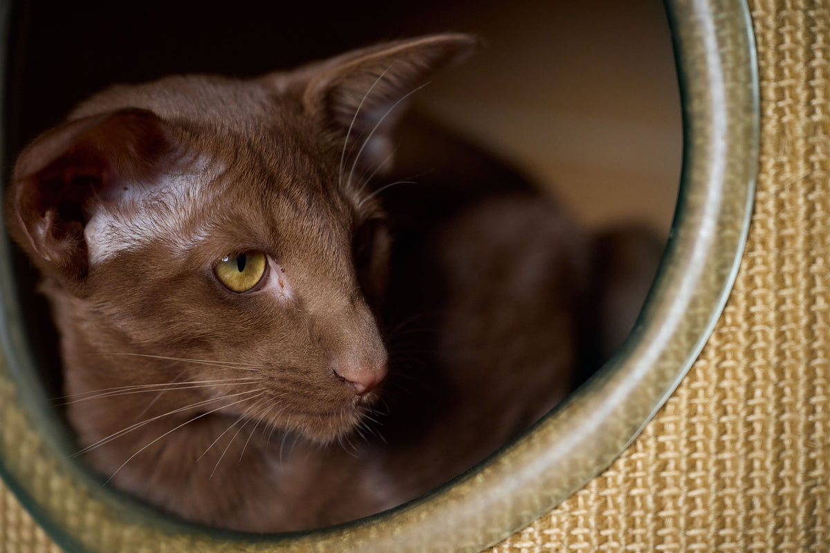 A brown cat with yellow-green eyes resting inside a round cat-tree hideaway.