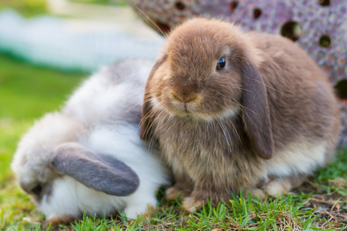 Two lop-eared rabbits, one brown and one white with grey markings, sitting together on grass.