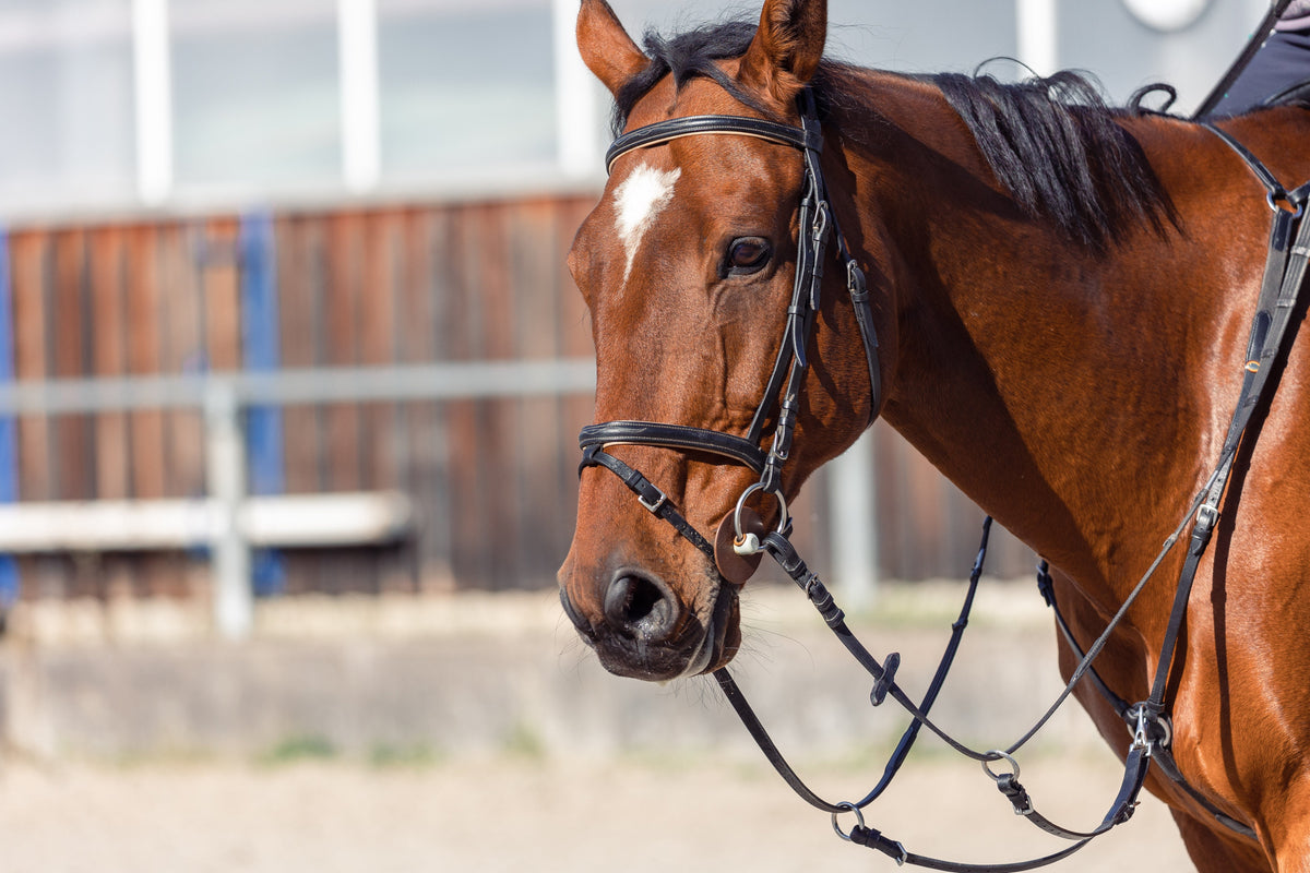 Close-up of a bay horse with a white forehead marking wearing a black bridle.