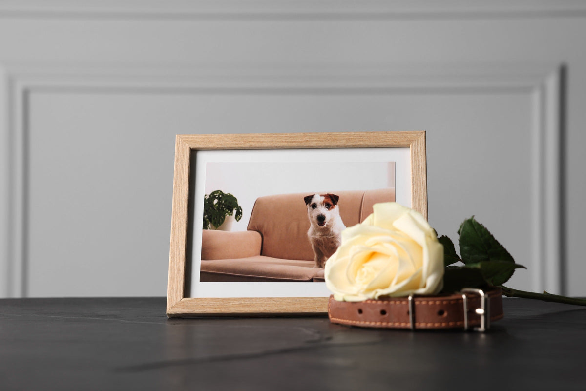 Framed photograph of a dog beside a white rose and a brown collar.