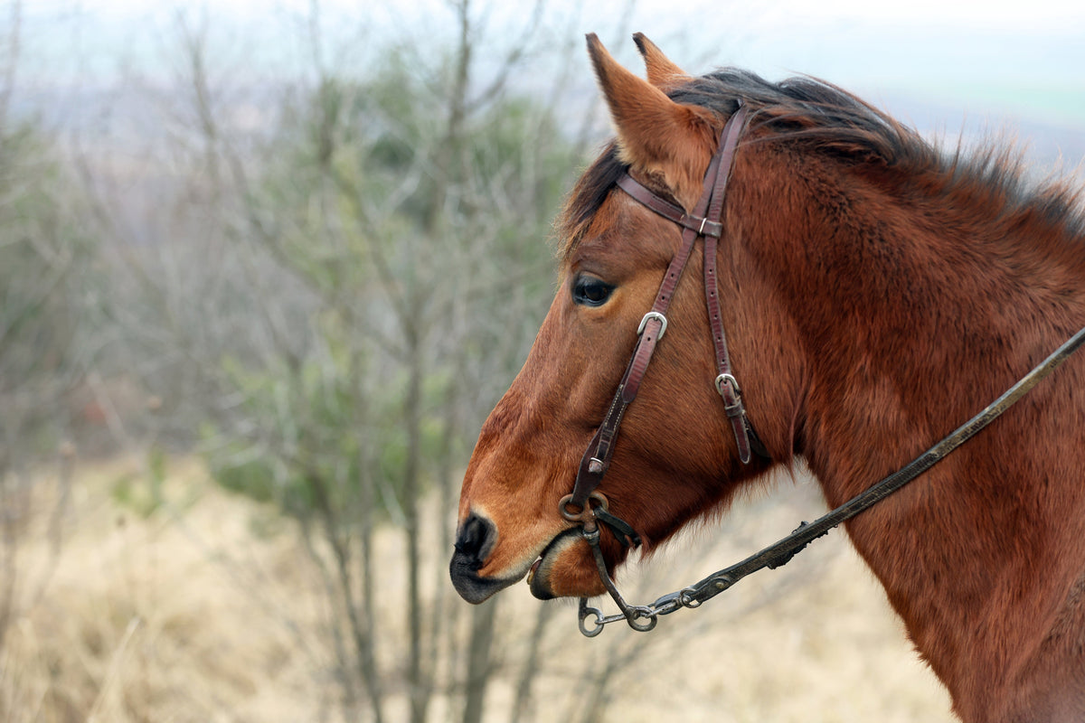 Side view of a bay horse wearing a bridle outdoors.