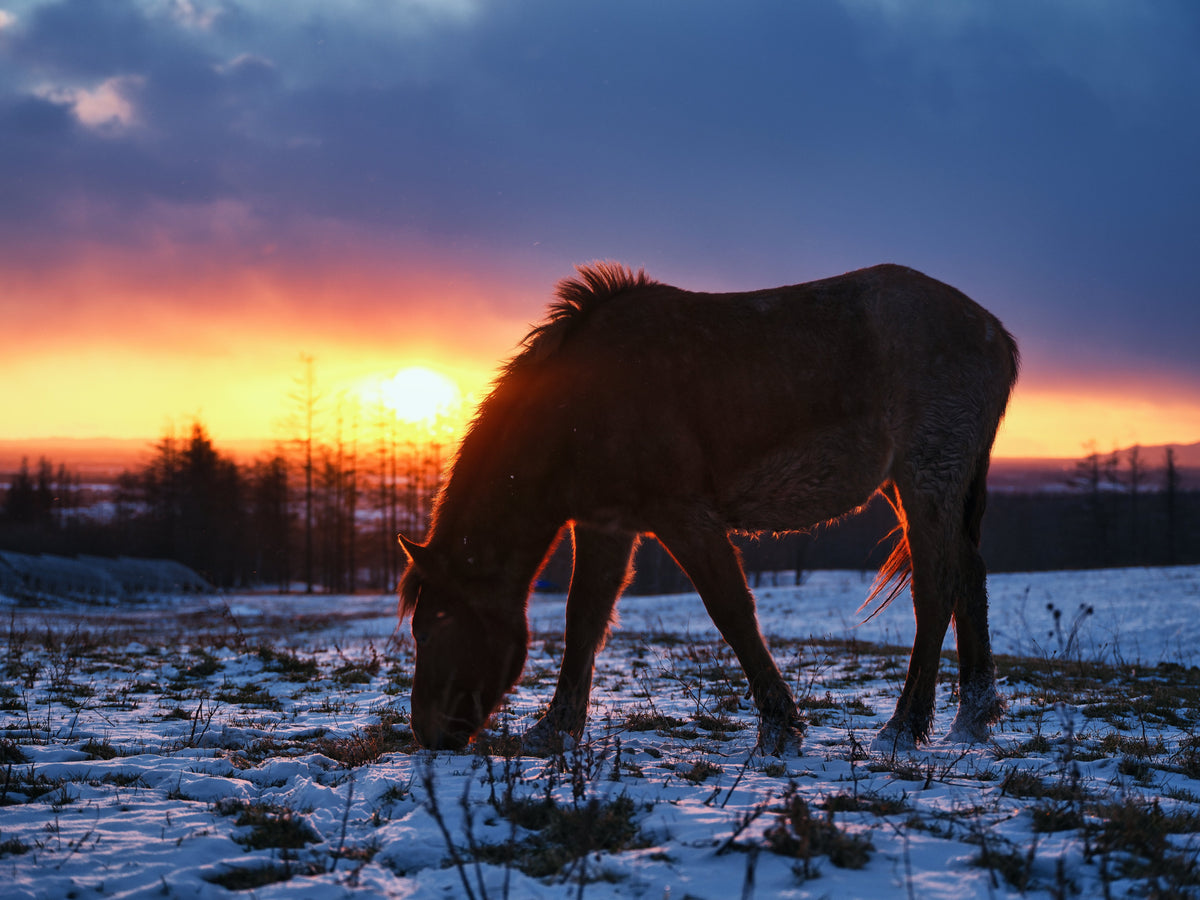 A horse grazing in a snow-covered field at sunset.