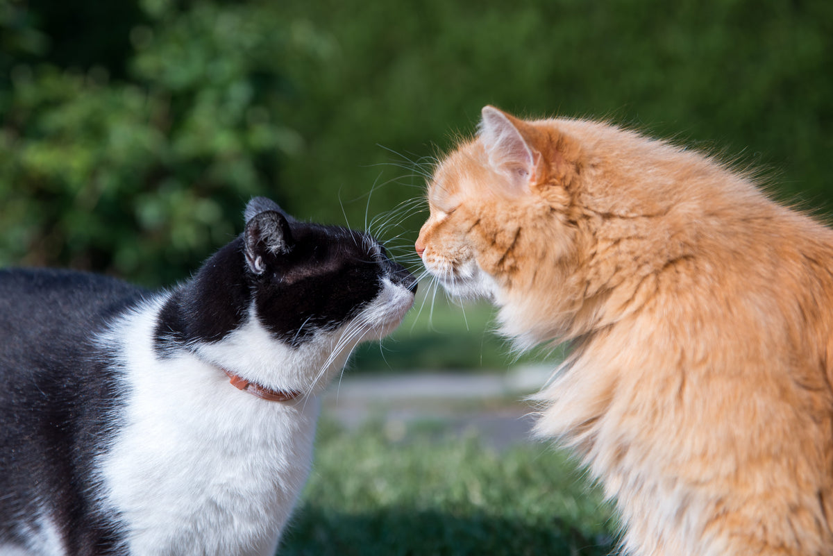A black-and-white cat and a ginger cat greeting nose-to-nose outdoors.