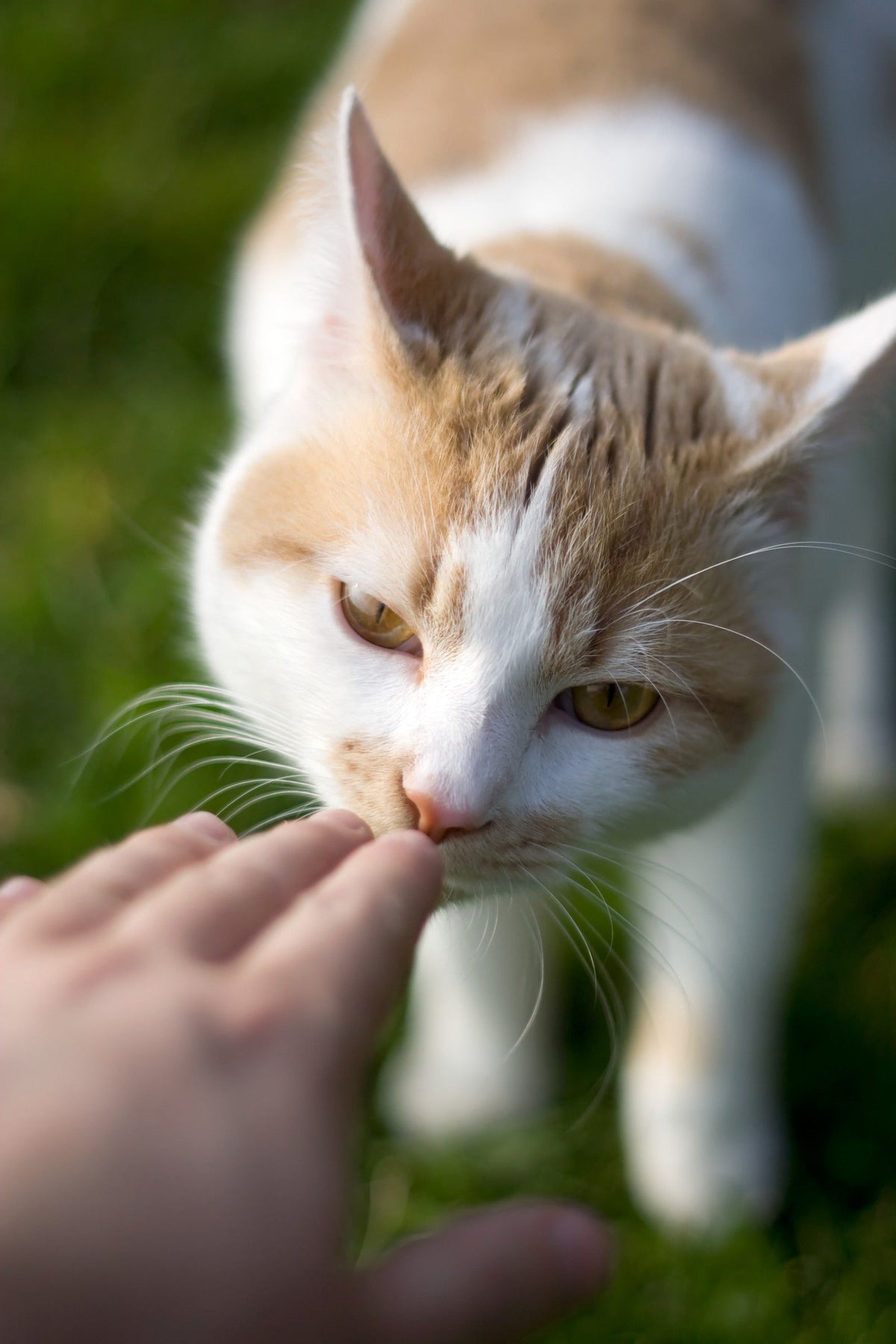 An orange-and-white cat sniffing a person's outstretched fingers outdoors.