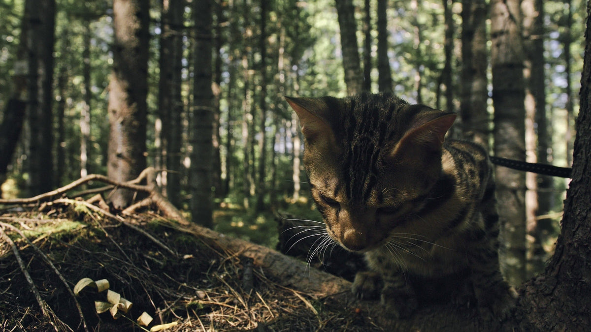 A brown tabby cat wearing a harness and leash among trees.