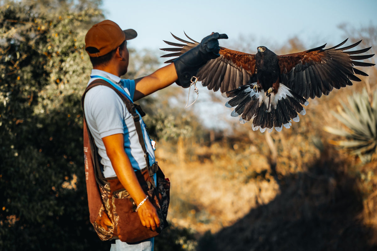 Bird of prey flying toward a handler’s gloved hand during an outdoor training session.