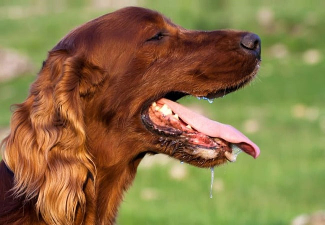 Dog Breathing Heavy at Rest? A Vet’s 2025 Guide to Causes, Signs & Relief 🐶💨
