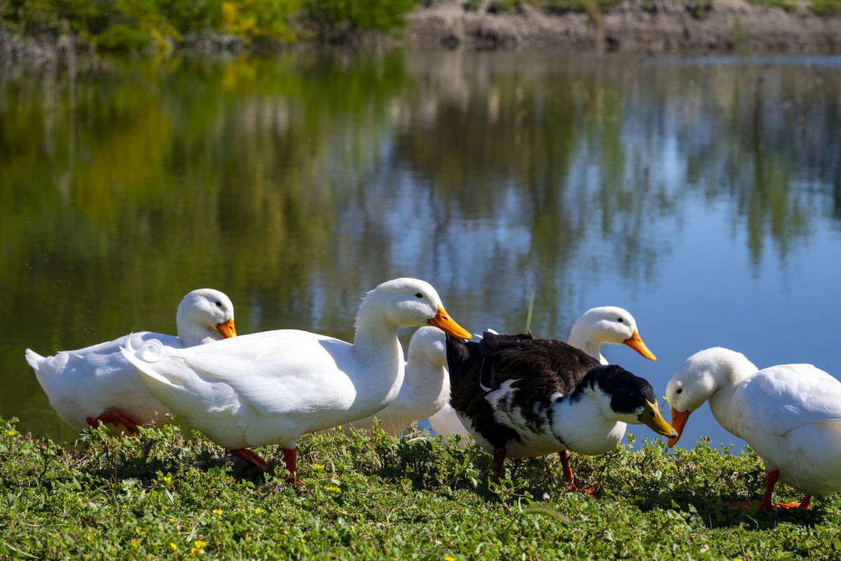 White and black-and-white ducks standing on grass beside a pond.