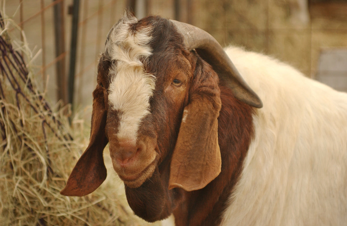 Close-up of a brown-and-white goat beside hay.