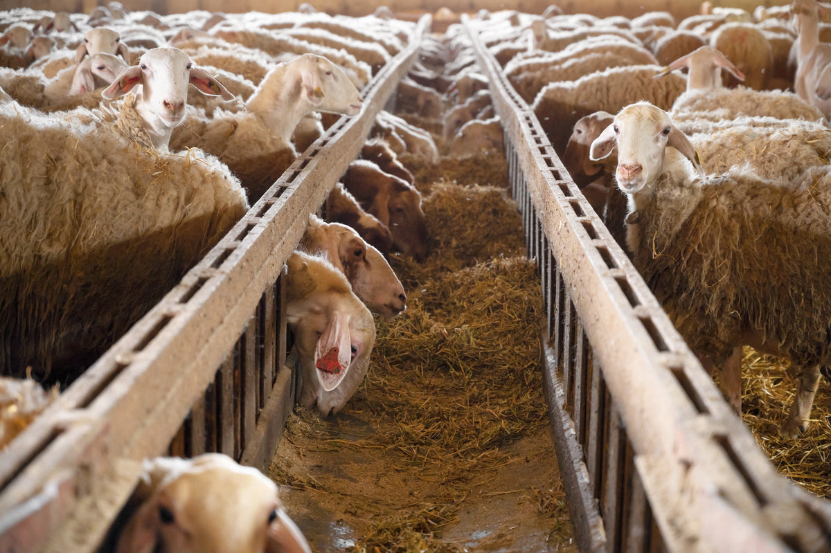 Sheep feeding from hay troughs in a barn.