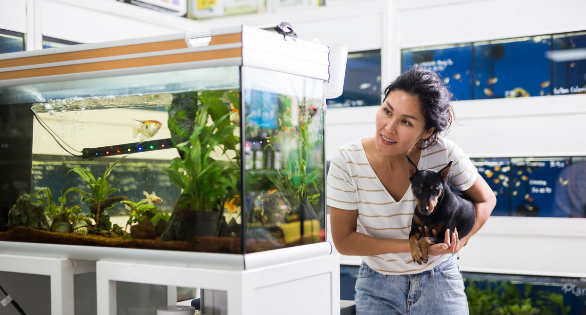 Person holding a small dog while looking into an aquarium.