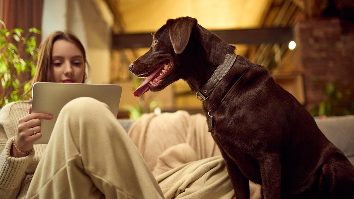 Chocolate-brown dog sitting beside a person using a tablet on a sofa.