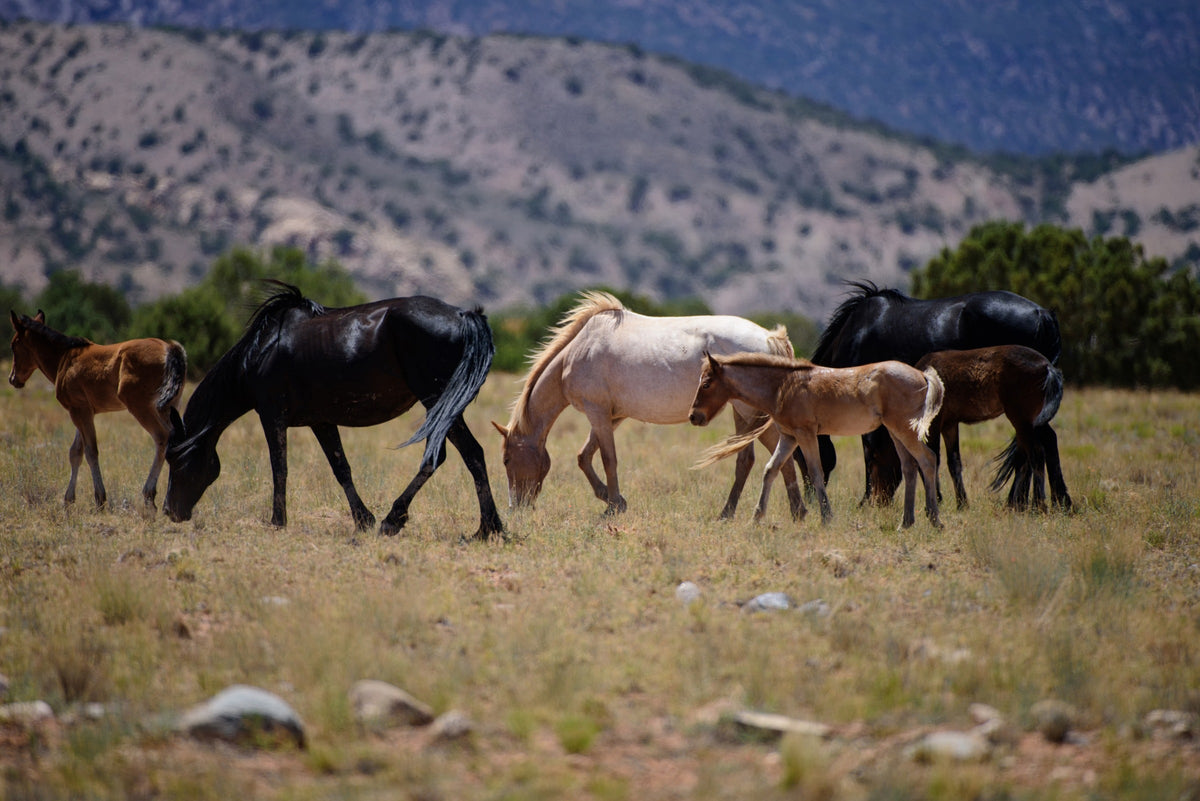 Herd of horses walking and grazing on open grassland beneath hills.