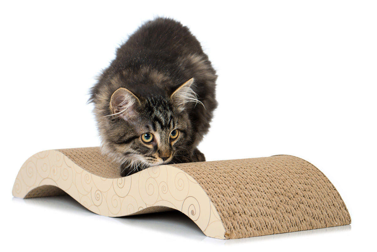 Tabby kitten crouching on a curved cardboard scratcher.