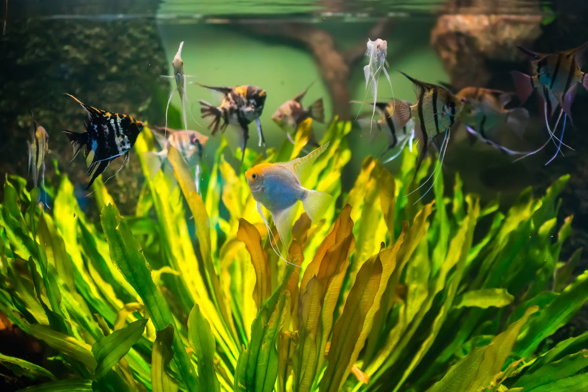 Fish swimming among green aquatic plants in an aquarium