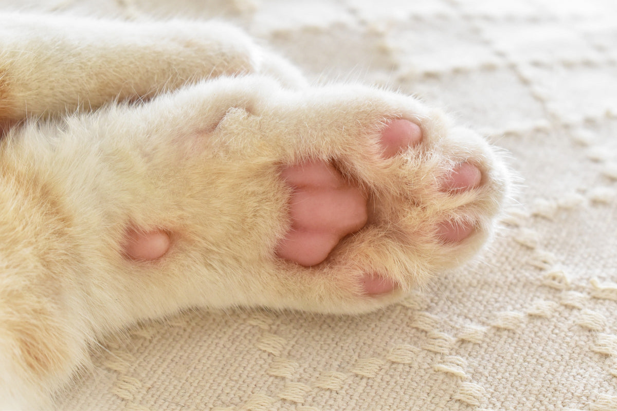 Close-up of the pink pads on a white cat's paw.