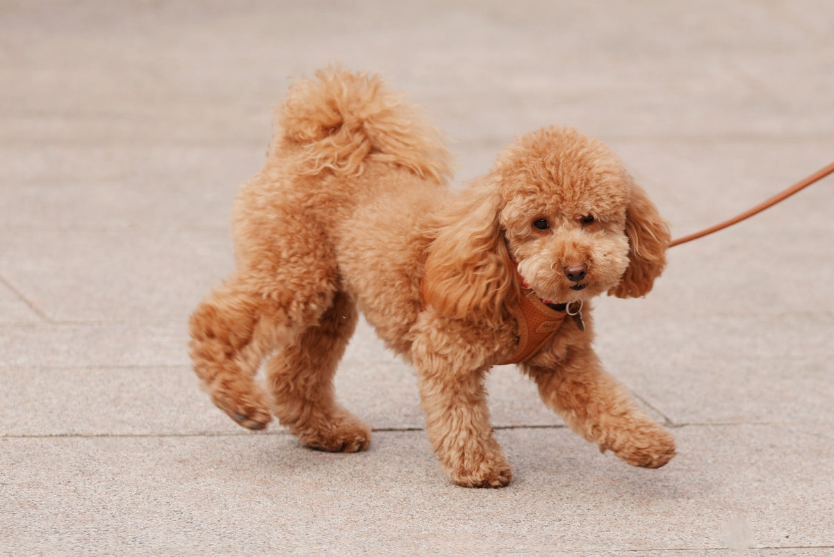 Small curly-coated brown dog walking on a leash.