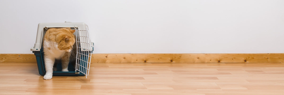 Orange-and-white cat stepping out of a pet carrier onto a wooden floor.