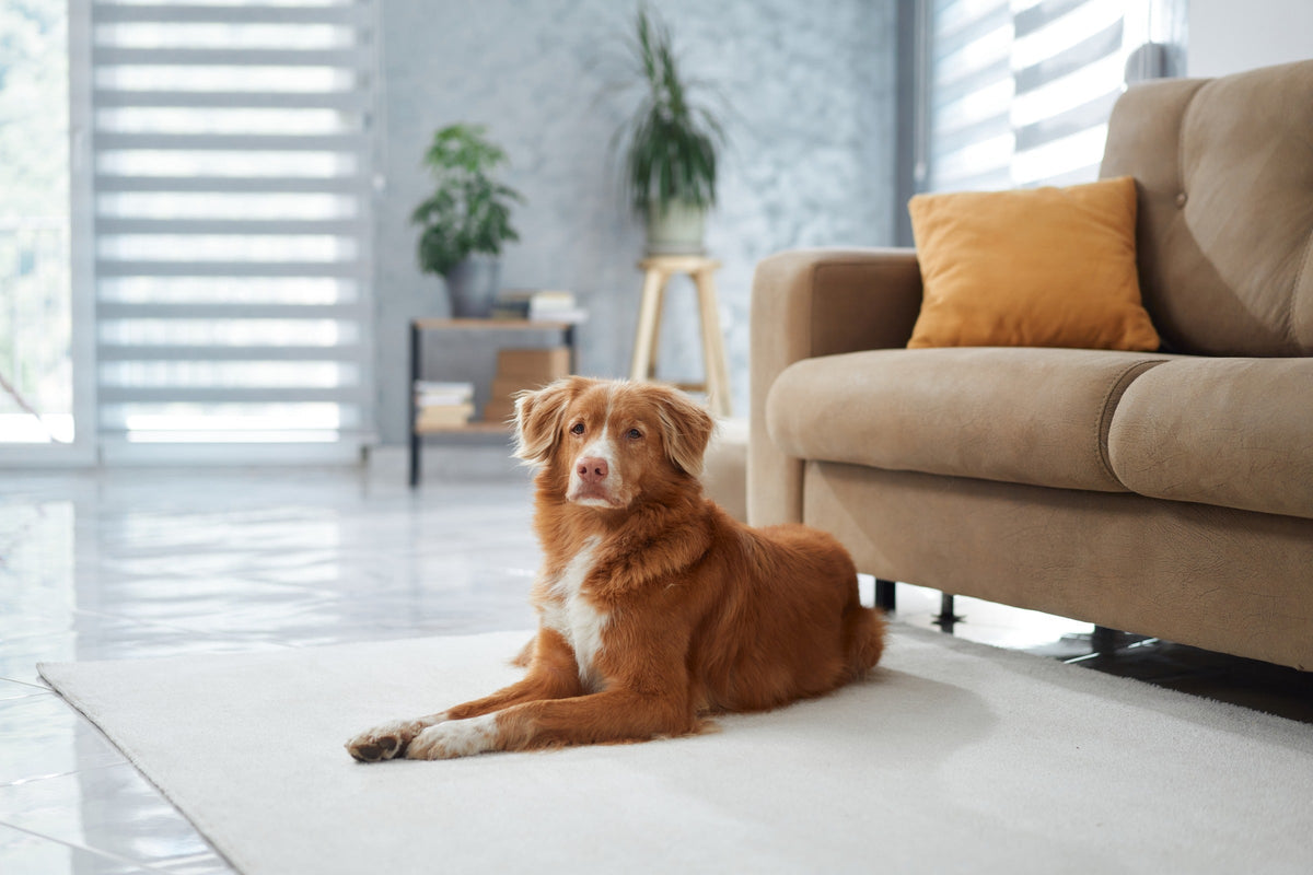 Reddish-brown dog resting on a rug beside a sofa.