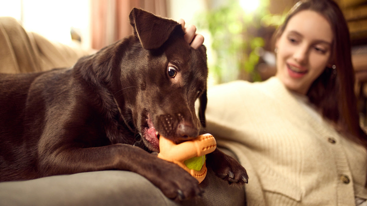 Chocolate-brown dog chewing a toy while sitting beside a person on a sofa.
